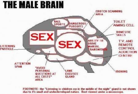 le cerveau d un homme